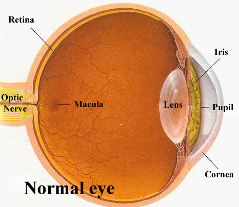 
   
    Figure 2 : a cross section through the human eye.
   
  