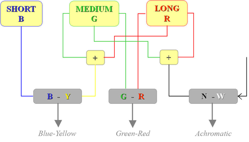 
   
    Figure 5 : Representation of retinal “signal processing” for color vision.
   
  